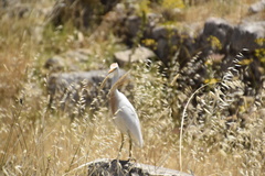 Bubulcus ibis