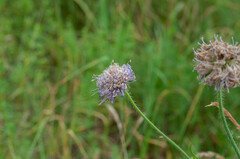 Microbotryum scabiosae
