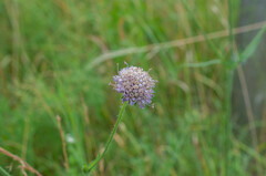 Microbotryum scabiosae