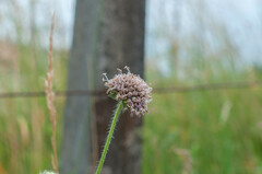 Microbotryum scabiosae
