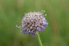 Microbotryum scabiosae