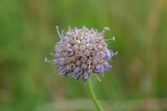 Microbotryum scabiosae