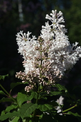 Syringa × prestoniae