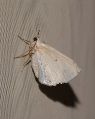 Lomographa temerata