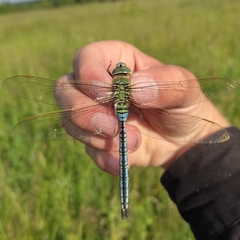 Anax imperator