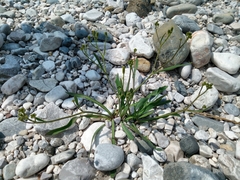 Chondrilla chondrilloides