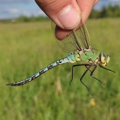 Anax imperator