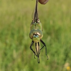 Anax imperator