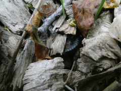 Necrophila americana