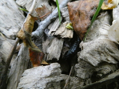 Necrophila americana