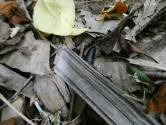 Necrophila americana
