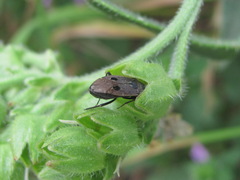 Graptopeltus validus