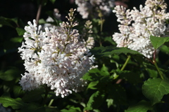 Syringa × prestoniae