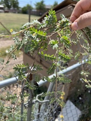Tribulus terrestris
