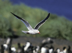 Leucophaeus scoresbii