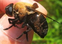 Cuterebra abdominalis