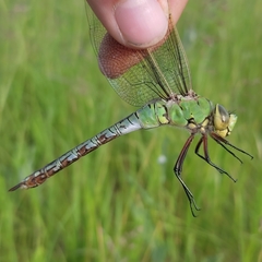 Anax imperator