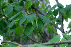 Trichochermes walkeri