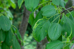 Trichochermes walkeri