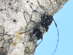 Leiopus punctulatus