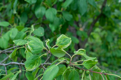 Trichochermes walkeri