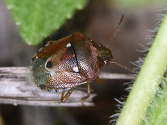 Stagonomus bipunctatus