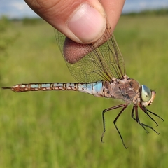 Anax parthenope