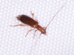 Obrium brunneum