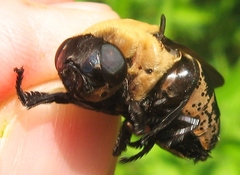 Cuterebra abdominalis