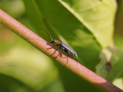 Oedemera croceicollis