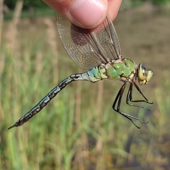 Anax imperator