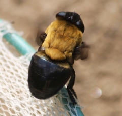 Cuterebra abdominalis