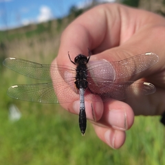 Leucorrhinia caudalis