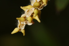 Salix acmophylla