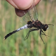 Leucorrhinia caudalis