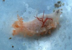 Cucumaria frondosa