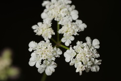 Tordylium carmeli