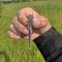 Anax parthenope