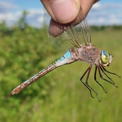 Anax parthenope