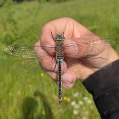 Anax parthenope