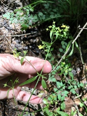Lysimachia radicans