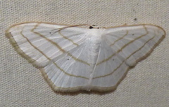 Scopula ordinata
