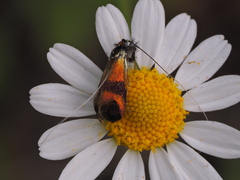 Nemophora fasciella