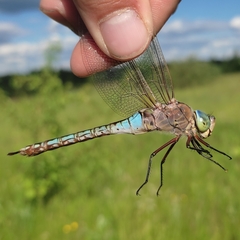 Anax parthenope