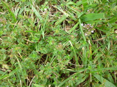 Serpyllum