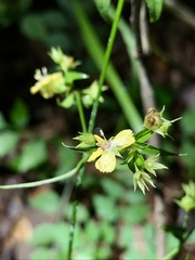 Lysimachia radicans