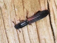 Colydium filiforme