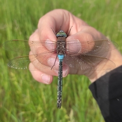 Anax parthenope