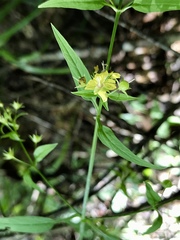 Lysimachia radicans
