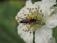 Stenurella jaegeri